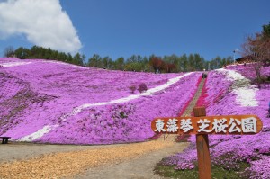 東藻琴芝櫻公園-3