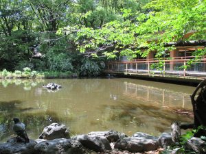 名古屋旅遊實記 熱田神宮 (21)