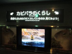 大阪旅遊實記 海遊館-12