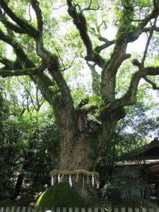 名古屋旅遊實記 熱田神宮 (13)